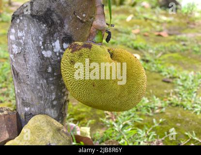 Jackfruit (Artocarpus heterophyllus), auch bekannt als Jack Tree Stockfoto