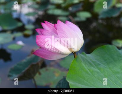 Lotus gegen Wasser wächst in Vietnam Stockfoto