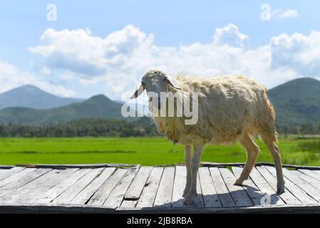 Ein weißes Schaf, das über eine Holzbrücke watscht Stockfoto