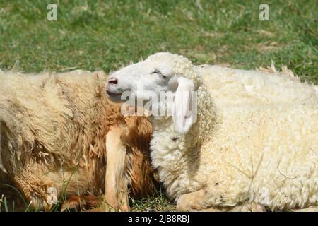 Schläfige Schafe machen an sonnigen Tagen ein Nickerchen Stockfoto