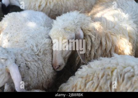 Schläfige Schafe machen an sonnigen Tagen ein Nickerchen Stockfoto