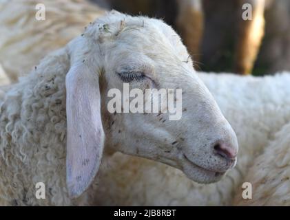 Schläfige Schafe machen an sonnigen Tagen ein Nickerchen Stockfoto