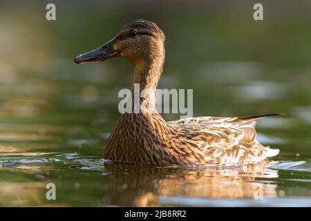 Nahaufnahme der auf der Wasseroberfläche schwimmenden Stockenten-Entenhenne (Anas platyrhynchos) Stockfoto