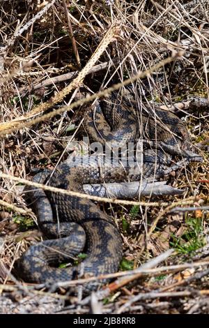 Gemeine Addernatter, die sich in natürlichem Lebensraum sonnt; dies ist die am weitesten verbreitete giftige Schlange europas (Vipera berus) Stockfoto