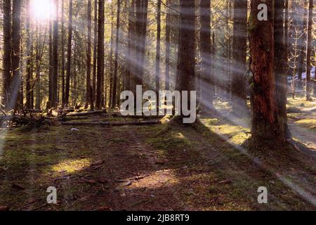 Erste Strahlen der Morgensonne, die durch den Wald ziehen Stockfoto