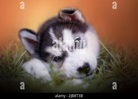 Alaskan Malamute Welpen versteckt im Gras. Malamute ist eine der ältesten Schlittenhundrassen, zu denen z. B. sibirischer Husky oder samoyed gehören. Stockfoto