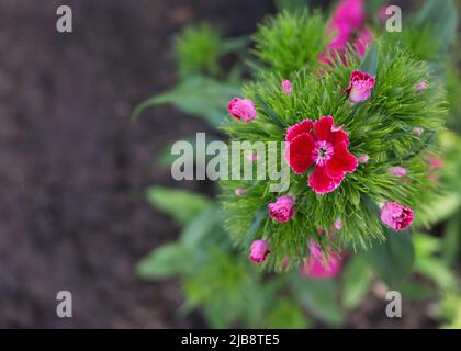 Rosa Nelke Blume Nahaufnahme Stockfoto