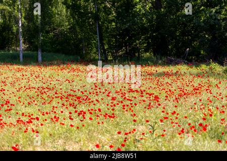 Feld von blühenden roten Mohnblumen Stockfoto