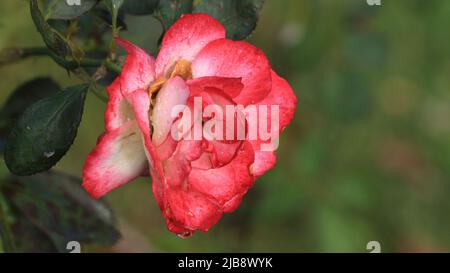 Nahaufnahme der Schönheit von Double Delight Rose auf einem natürlichen Hintergrund. Rosen zum Valentinstag Stockfoto