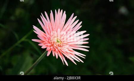 Nahaufnahme der schönen rosa fuji Spinne Mutter auf dem unscharfen Hintergrund Stockfoto