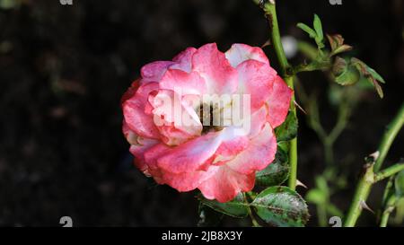 Nahaufnahme der Schönheit von Double Delight Rose auf einem natürlichen Hintergrund. Rosen zum Valentinstag Stockfoto