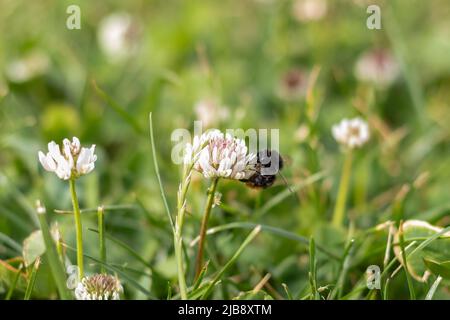 Hummel auf einer Kleeblüte auf einer verschwommenen grünen Wiese. Blühendes Kleeblatt mit einer Hummel. Selektiver Fokus mit unscharfem Hintergrund. Stockfoto