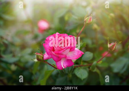 Nahaufnahme einer rosa Rose auf dunkelgrünem Hintergrund. Hochwertige Fotos Stockfoto