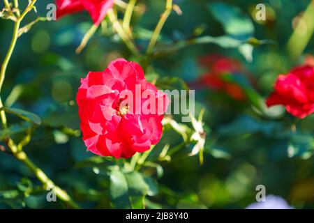 Nahaufnahme von roten Rosen Stockfoto