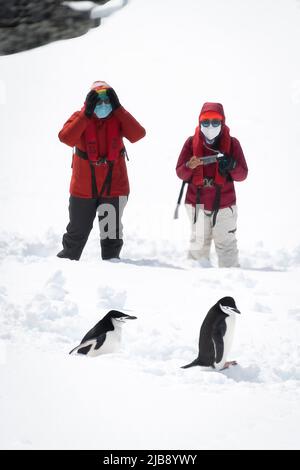 Zwei Pinguine mit Kinnriemen, die im Schnee an Fotografen vorbeilaufen Stockfoto