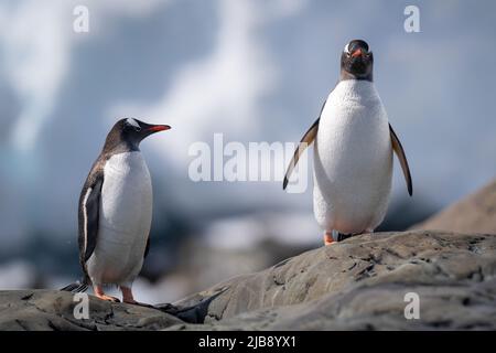 Zwei Gentoo-Pinguine stehen auf einem sonnenbeschienenen Felsen Stockfoto