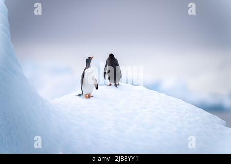 Zwei Gentoo-Pinguine stehen auf einem versteinerten Eisberg Stockfoto