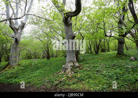 Ulmenbäume in bewaldeter Wiese Stockfoto