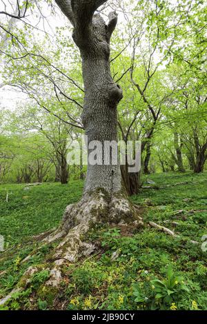 Ulmenbäume in bewaldeter Wiese Stockfoto