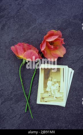 Zwei lachsfarbene Peek-a-boo-Rosen auf grauem Schiefer mit Sepia-Foto von 1920s Großmutter, die mit zwei Enkelkindern auf einer Treppe sitzt Stockfoto