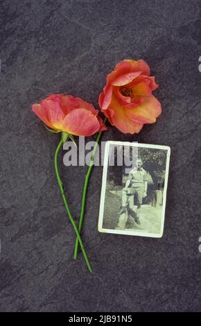 Zwei lachsfarbene Peek-a-boo-Rosen auf grauem Schiefer mit Sepia-Foto von 1940s Mann in Shorts, die im Garten stehen Stockfoto