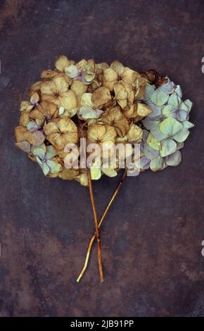 Getrockneter goldbrauner Blütenkopf der Hydrangea, der mit einem weiteren getrockneten blauen Kopf auf beschmutztem Metall liegt Stockfoto