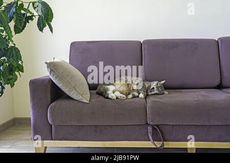 Entzückende Katze entspannen und gähnend auf dem Sofa zu Hause Stockfoto