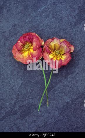 Zwei getrocknete, dunkelrosa und gelb offene Peek-a-boo-Rosen liegen mit ihren Stielen auf grauem Schiefer Stockfoto
