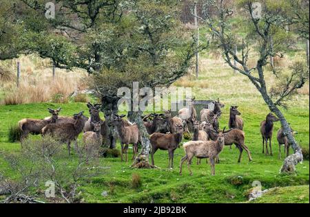 Reed Deer (Cervus elaphus) Herdenfütterung am Fluss Helmsdale, Sutherland, Schottland. Stockfoto