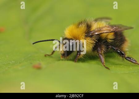 Nahaufnahme einer bunten, flauschigen, gelben, früh brütenden Hummel-Bombus pratorum-Königin, die auf einem grünen Blatt im Garten sitzt Stockfoto