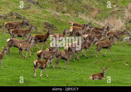 Reed Deer (Cervus elaphus) Herdenfütterung am Fluss Helmsdale, Sutherland, Schottland. Stockfoto