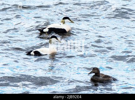 Eiderente, Somateria mollissima, im Meer, Süd-Ronaldsay, Orkney-Inseln, Schottland. Stockfoto