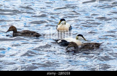 Eiderente, Somateria mollissima, im Meer, Süd-Ronaldsay, Orkney-Inseln, Schottland. Stockfoto