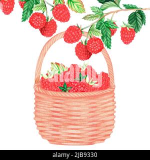 Himbeeren im Korb. Aquarelldarstellung. Isoliert auf weißem Hintergrund. Für Ihr Design. Geeignet für Kochbücher, Rezepte, Schürzen, Küche Stockfoto