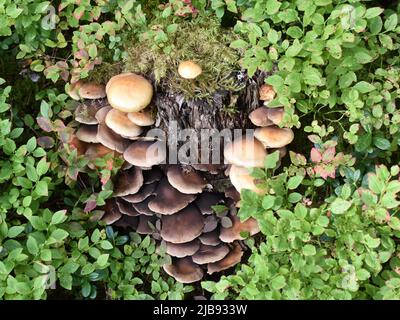 Der Honigpilz Armillaria mellea wächst auf einem Baumstumpf Stockfoto