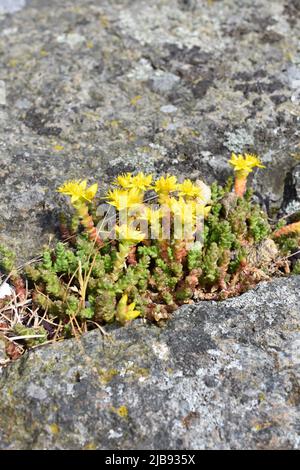 Goldmoos Sedum Acre wächst in Rissen auf einem Stein Stockfoto