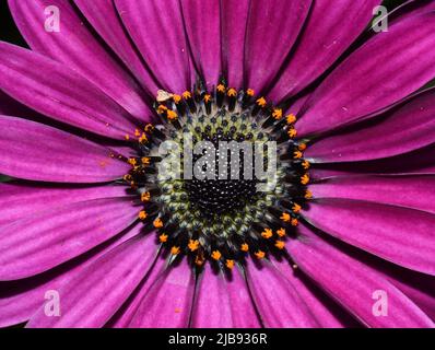 Nahaufnahme einer rosa spanischen marguerite-Gänseblümchen Stockfoto