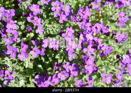 Nahaufnahme der purpurnen Aubrieta deltoidea Felsenblüten Stockfoto