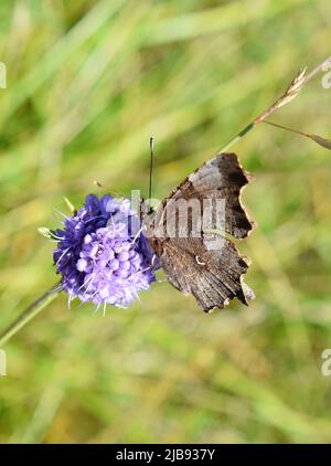 Brown Comma Butterfly Polygonia c-Album Sitting on purple Flower Stockfoto