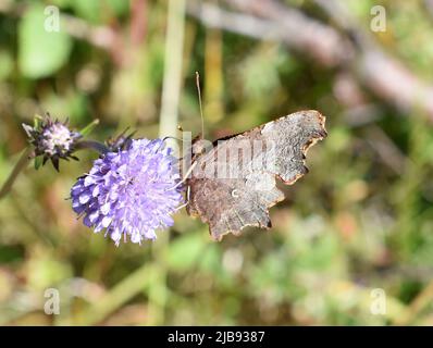 Brown Comma Butterfly Polygonia c-Album Sitting on purple Flower Stockfoto