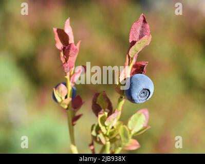 Nahaufnahme des herbstbunten Strauches und der Beere der europäischen Heidelbeere Vaccinium myrtillus Stockfoto