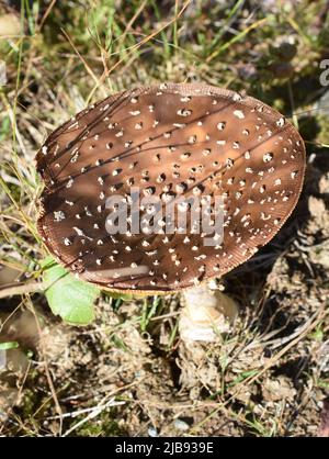 Panthercap Pilz Amanita pantherina in einem Wald wächst Stockfoto