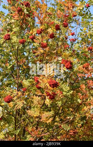 Rowan Baum sorbus aucuparia trägt viel Vogelbeeren im Herbst Stockfoto