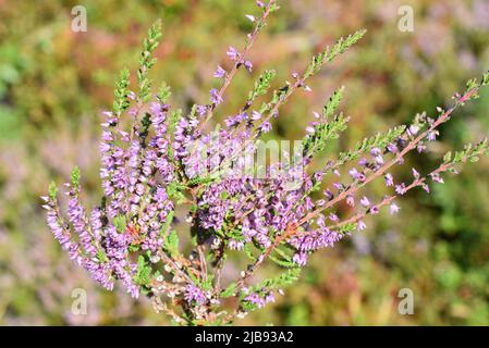 Lila Blüten auf gewöhnlicher Heidekraut Calluna vulgaris Stockfoto