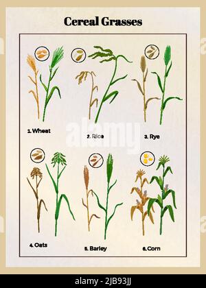 Getreide Gräser vintage Poster mit Weizen Hafer Gerste Reis Roggen Mais Getreide Sämlinge und Samen Vektor-Illustration Stock Vektor