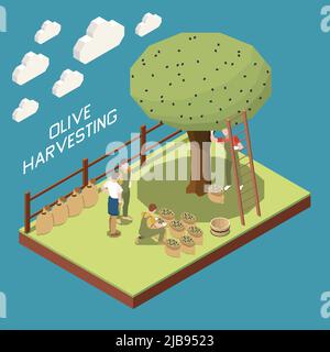 Olivenproduktion isometrische Zusammensetzung mit Garten Abschnitt und Baum mit Menschen sammeln Ernte in Stoffsäcke Vektor-Illustration Stock Vektor