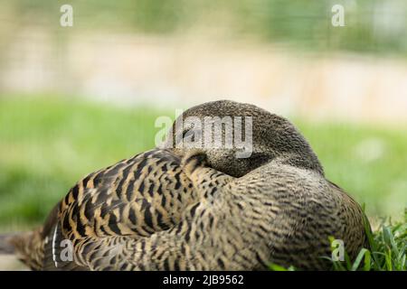 BRESLAU, POLEN - 19. APRIL 2022: Weibliche Eder (Somateria mollissima) auch St. Cuthberts Ente oder Cuddy Ente genannt, schlafend, Wrocław Zoolog Stockfoto