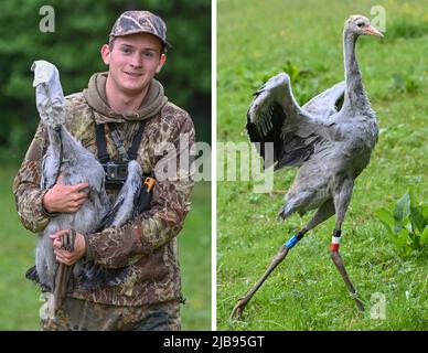 Brandenburg, Deutschland. 04.. Juni 2022. 04. Juni 2022, Brandenburg, Königs Wusterhausen: COMBO: Die zweiteilige Bildcombo zeigt am frühen Morgen bis Hütte aus dem Kranichschutz Deutschland, der einen jungen Kran (Grus grus) gefangen hat und nach dem Klingeln in die Freiheit zurückläuft. Am selben Morgen wurden in verschiedenen Zuchtgebieten in Brandenburg an der südöstlichen Grenze zu Berlin junge Kraniche gefangen genommen und beringt. Zwischen den Orten Storkow, Wildau und Rangsdorf kümmert sich das Ehepaar Nadja und Volker Fischer um die Brutgebiete. Hier brüten etwa 60 Paare des Graukrans, Stockfoto