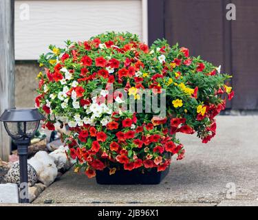 Blumentopf voller roter, gelber und weißer Millionen Glocken Stockfoto