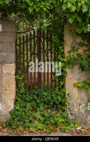 Nahaufnahme eines Metalltors voller Efeu, der Zugang zu einem verlassenen Obstgarten ermöglicht. Konzeptuelles Bild der Aufgabe der ländlichen Welt in Spanien Stockfoto